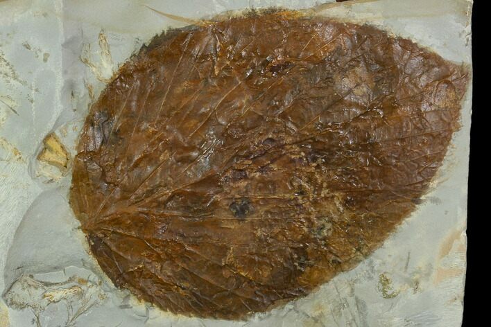 Fossil Leaf (Beringiaphyllum) - Montana #120800
